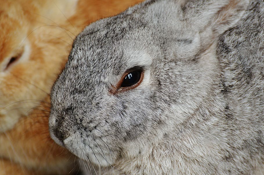 rabbit, wildpark poing, hare, bunny, cute, sweet, fur, animal themes, one animal, animal