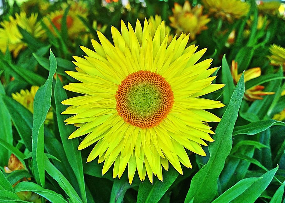 flor, amarillo, pajizo, primavera, Planta, planta floreciente, belleza en la naturaleza, crecimiento, frescura, color verde