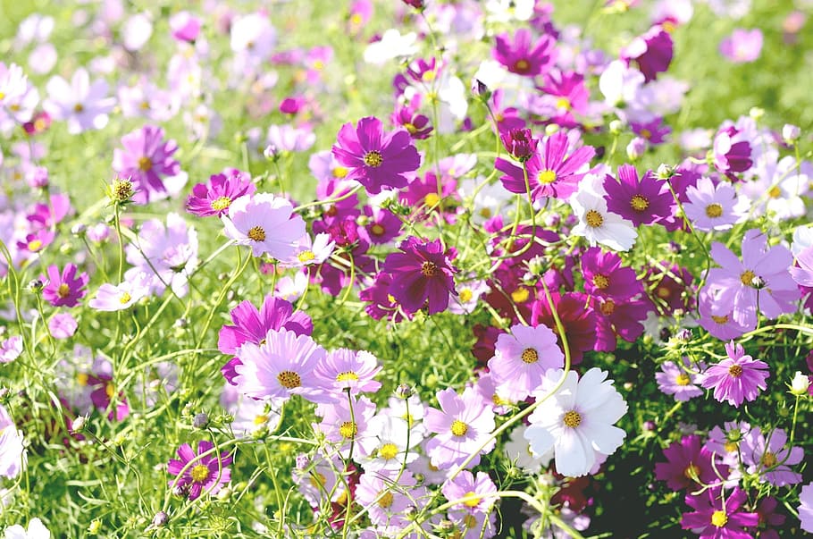 pink, purple, petaled flower field, flowers, cosmos, field, autumn, nature, tabitha, plants