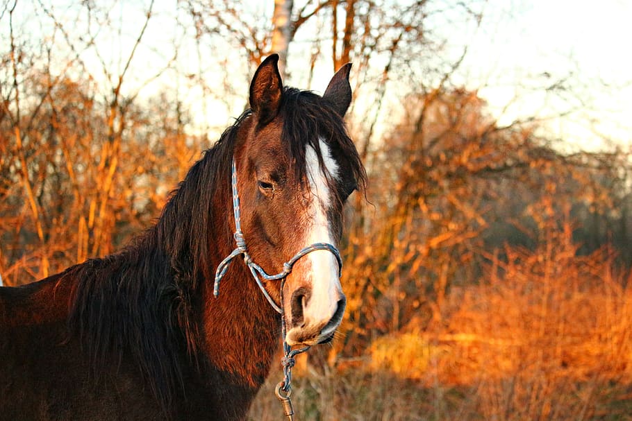 Horse, Thoroughbred, Arabian, Brown, Mold, thoroughbred arabian, brown mold, feel-good face, horse head, nature