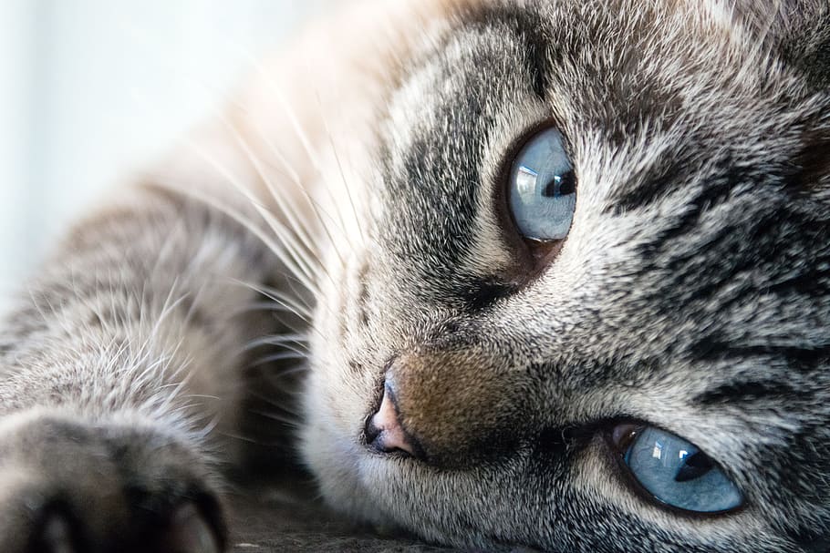 silver tabby cat, cat, cute, animal, mammal, fur, kitten, pet, eye, lazing around