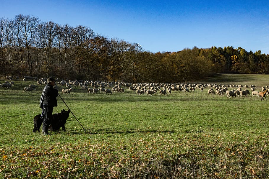 person, dog, herding, grass field, Landscape, Hainich, Schäfer, Sheep, shepherd, animal