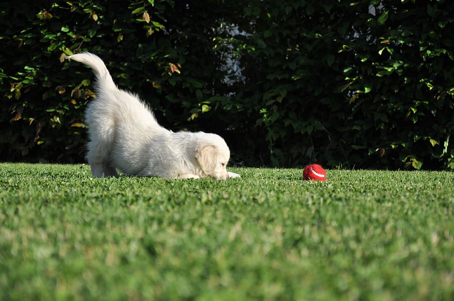 dog, playing, ball, grassy, field, game, golden retriever, garden, red ball, plant