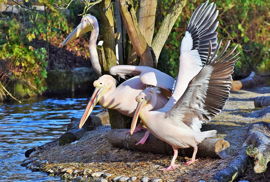 three, pelicans, brown, sand, front, body, water, pelikan, water bird, pink pelican