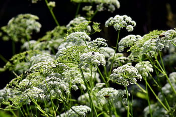 hoja de cicuta oriental