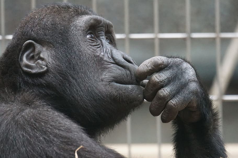 close-up photo, black, chimpanzee, primate, ape, thinking, mimic, view, mammal, animal wildlife
