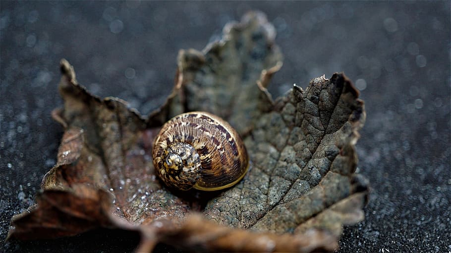 background, autumn, dark, shell, snail, leaf, brown, withered, animal world, nature