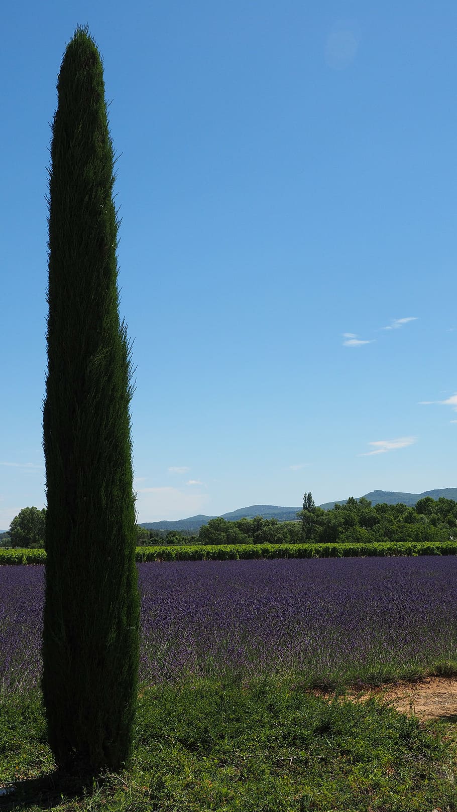 cypress, lavender field, lavender, lavender cultivation, purple, ornamental plant, crop, true lavender, lavender flowers, violet