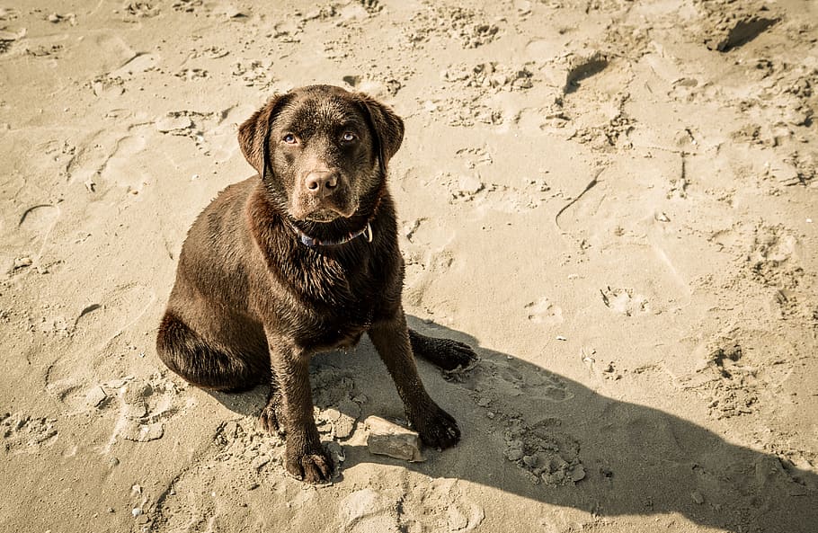 chocolate, labrador, dog, summer, beach, sand, pup, play, funny, sweet