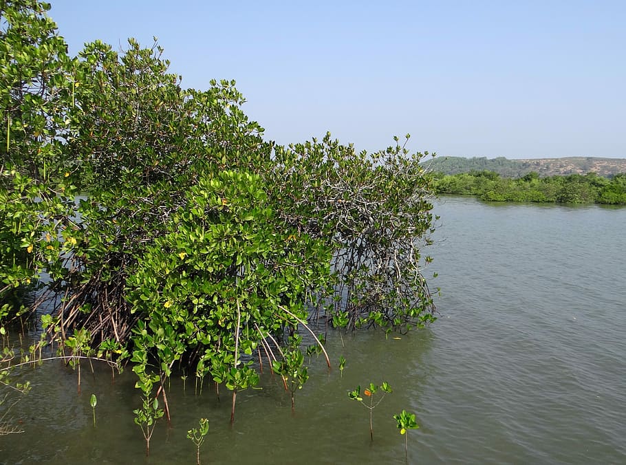 Mangroves, Vegetation, Estuary, backwaters, tidal ingress, brackish water, aghanashini, river, nature, tropical