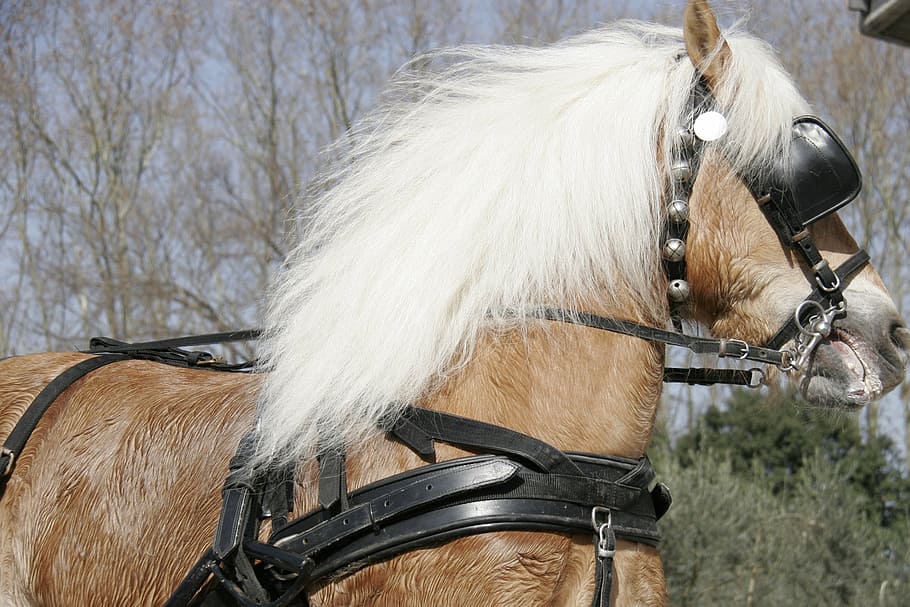 nervous, horse, horsehair, horse face, blond, animal themes, animal, mammal, one animal, domestic animals
