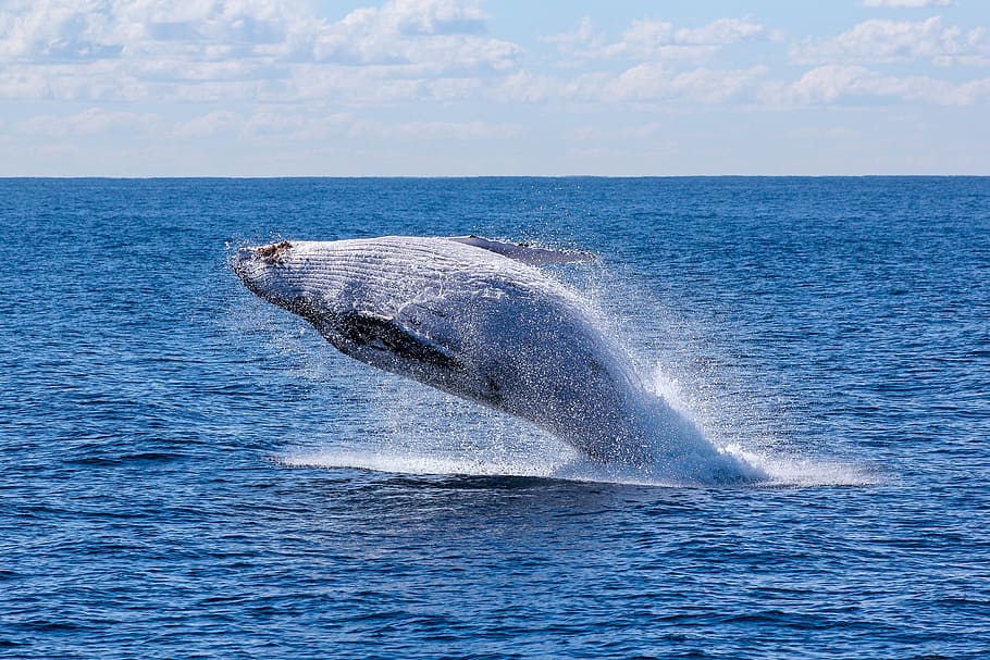 whale, body, water, daytime, body of water, fish, nature, ocean, sea, sky