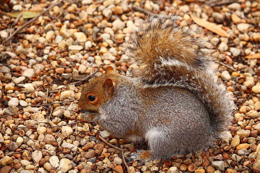 Squirrel, Brown, Wildlife, Mammal, animal, rodent, cute, furry, one animal, animal themes