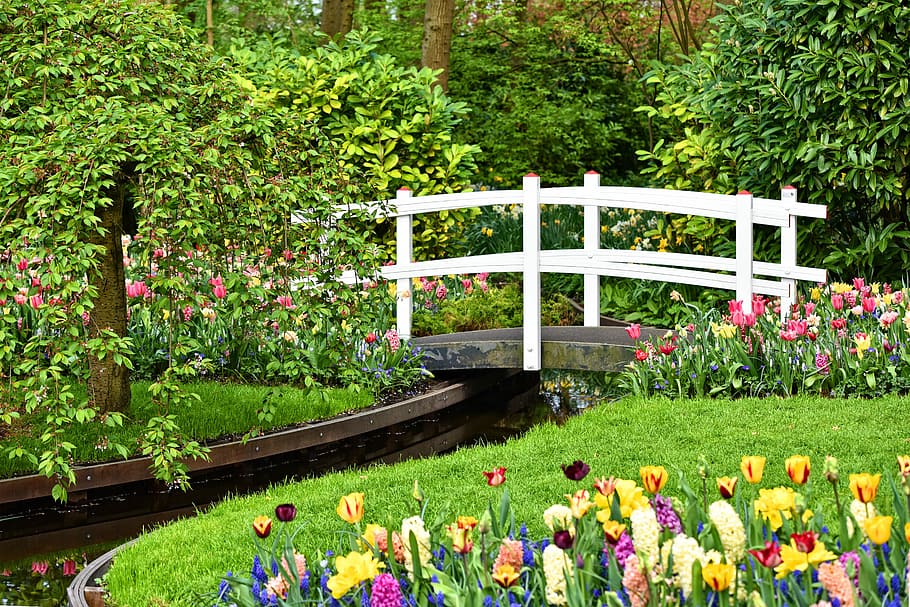 tulips, white, bridge, wooden bridge, white bridge, brook, garden, flower bed, grass, design