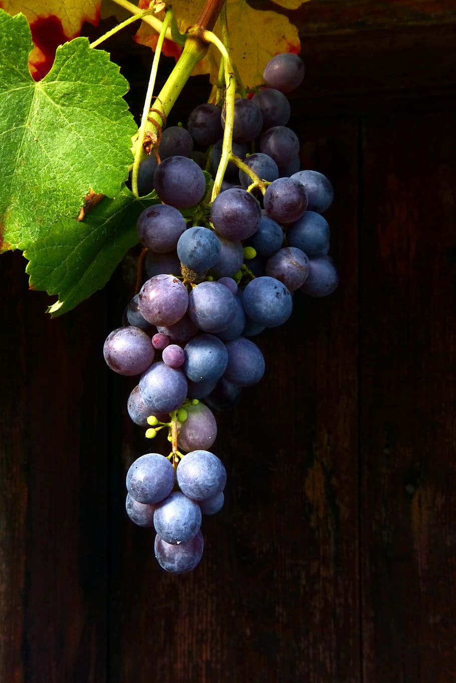grapes, hanging, wooden, surface, wine, red wine, blue grape, muscat bleu, blue, healthy eating
