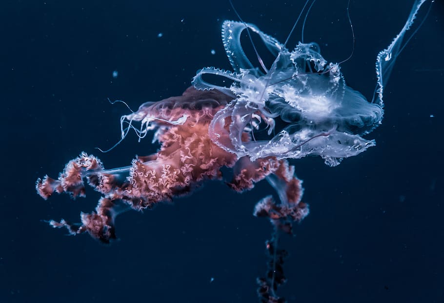 foto de enfoque, blanco, medusa, acuático, animal, océano, submarino, oscuro, agua, mar