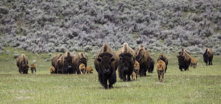 herd of buffaloes, bison, buffalo, herd, frontal, walking, american, animal, mammal, panorama