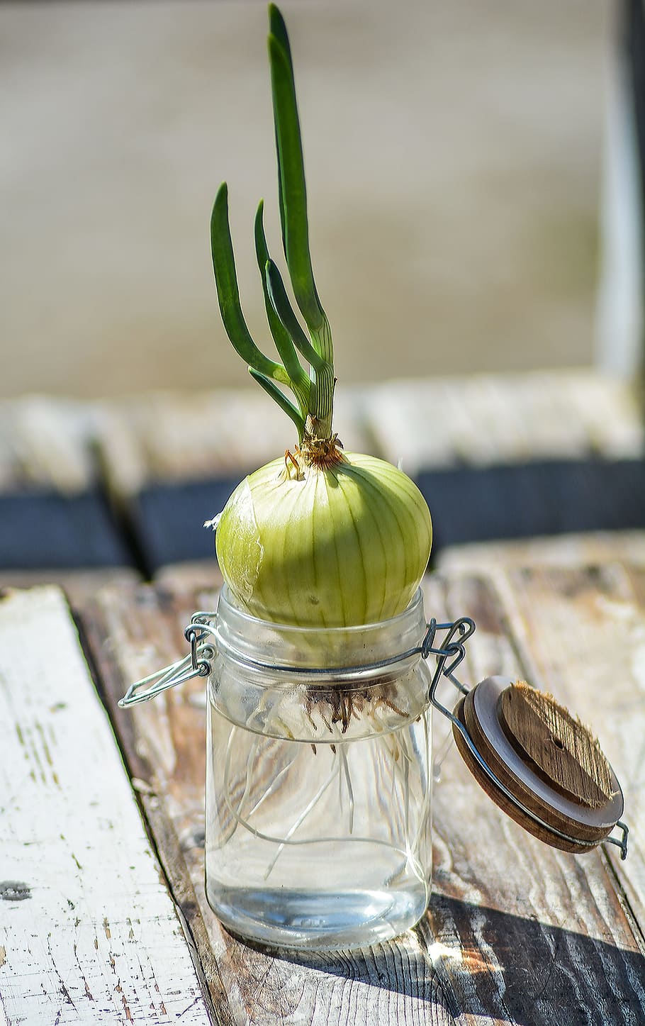 Onion, Chives, Roots, Green, Food, green, food, vegetable, summer, blooming, healthy