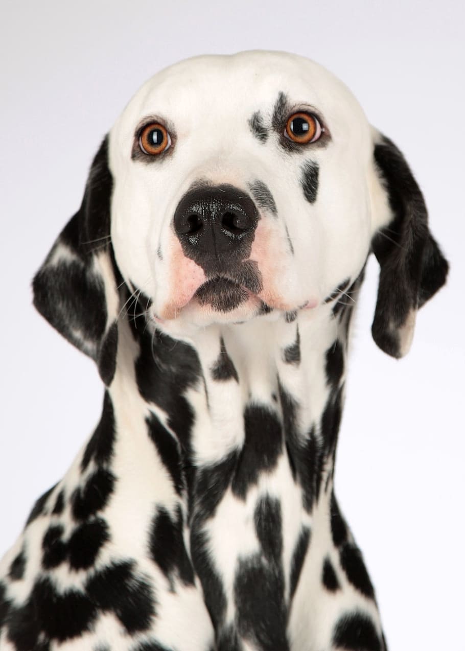 adult, white, black, dalmatian, dog, dalmatians, animal portrait, hundeportrait, dog head, dog breed