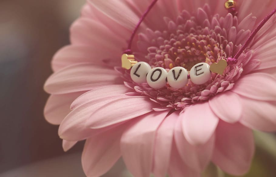 pink flower, love, gerbera, flower, feelings, romantic, luck, mood, pink, pink gerbera