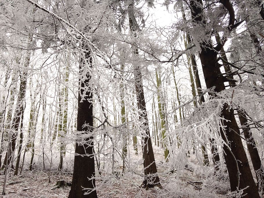 bosque de invierno, heladas, invierno, invernal, magia de invierno, Árbol, planta, bosque, tierra, tronco de árbol