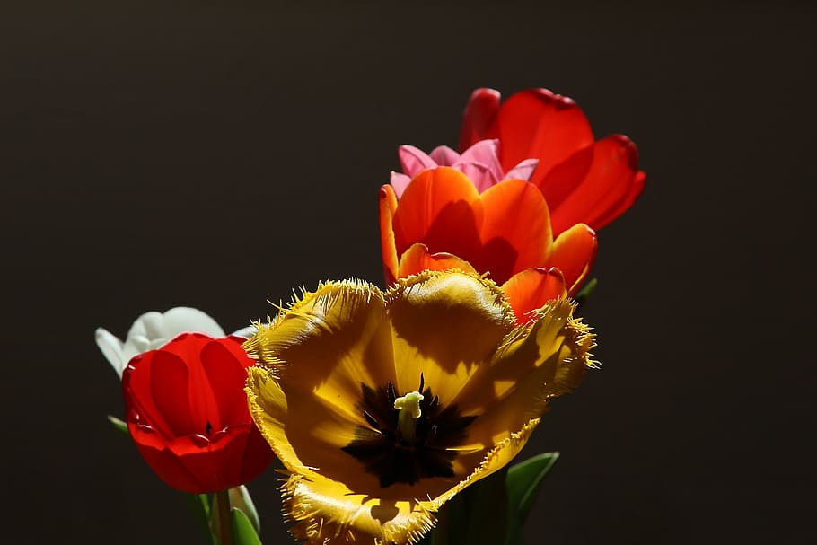 白, 黄色, 赤, チューリップの花, チューリップ, ユリ, ユリ科, 三葉瘢痕, 春, 春の花