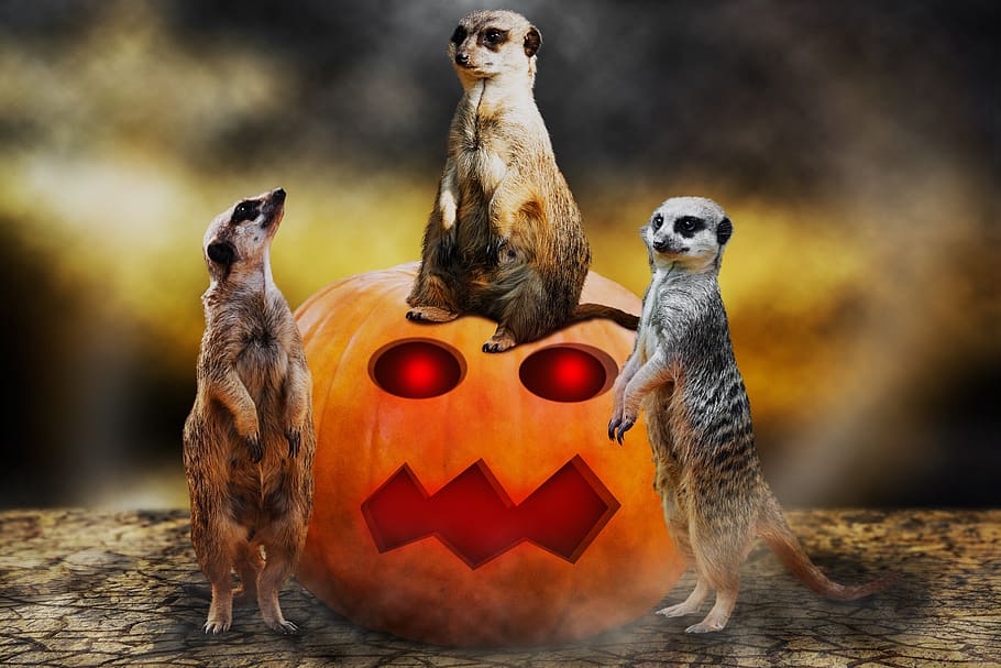 background, halloween, mystical, animals, meerkat, pumpkin, creepy, face, fantasy, animal themes