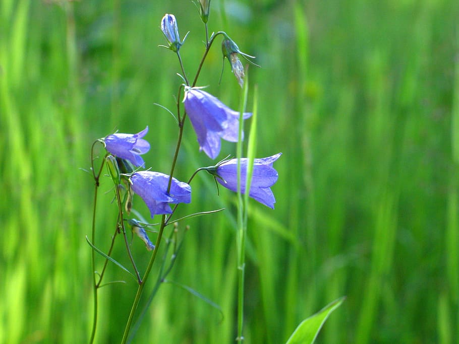 flowers wildflowers, grass, violet, the delicacy, tiny flowers, nature, meadow, green, flourishing, polyana