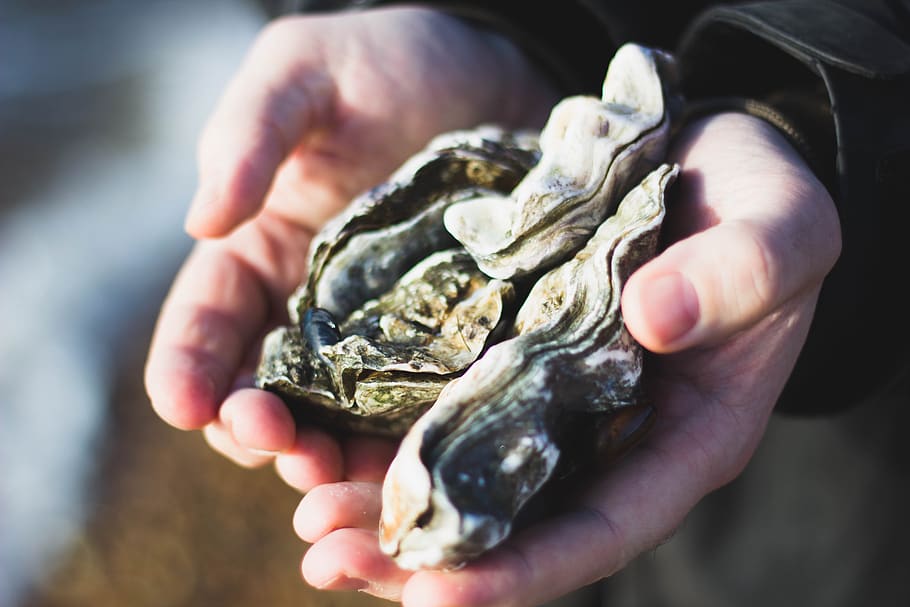 nature, oysters, shells, people, hands, human hand, hand, holding, human body part, close-up