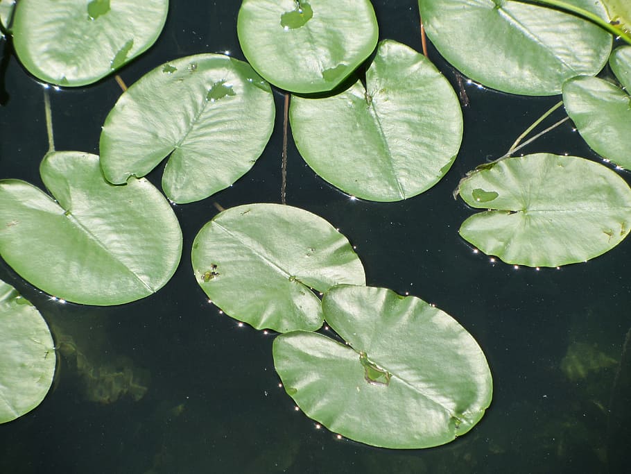 water lily, ammersee, water, lake, waters, ammersee bayern, nature, still, bavaria, leaf