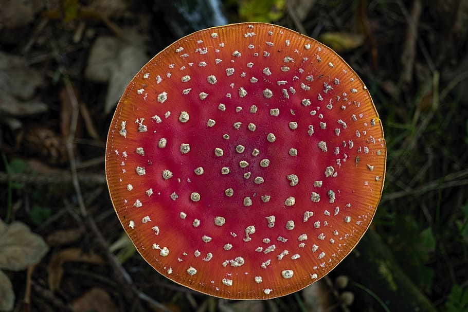 matryoshka, red fly agaric mushroom, screen, mushrooms, forest, garden, nature, red, toxic, autumn