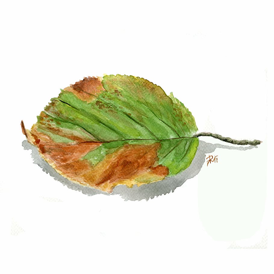 green, brown, leaf painting screengrab, leaf, watercolor, autumn, nature, autumn leaves, forest, white background