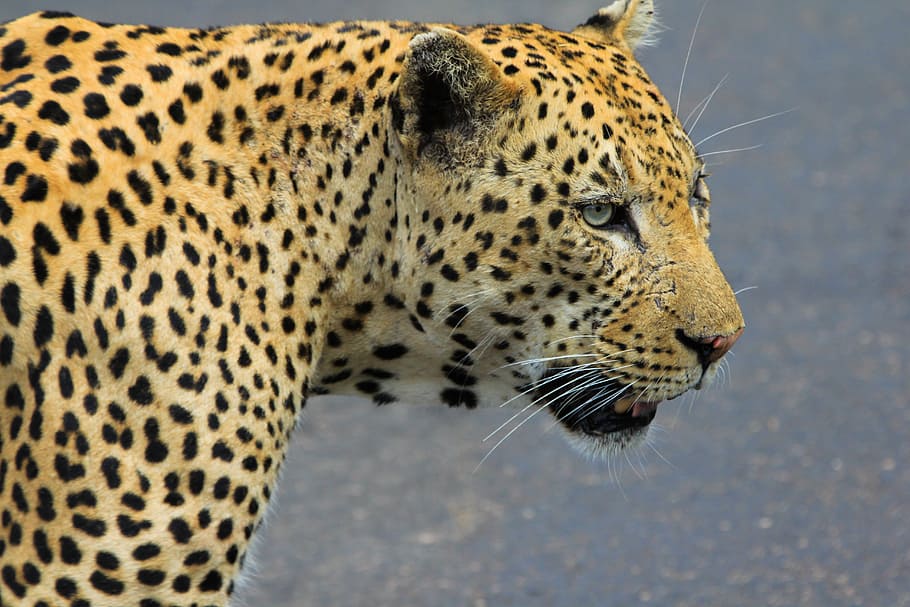 Leopardo, áfrica sul, animais selvagens, animal, selvagem, manchado, um animal, mamífero, temas animais, felino