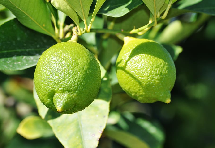 two green guavas, lemon, green, lemon tree, citrus fruits, grow, mediterranean, fruit, food and drink, food