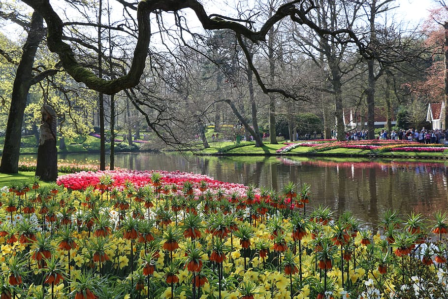 park, holland, keukenhof, flowers, garden, plant, flower, tree, flowering plant, water