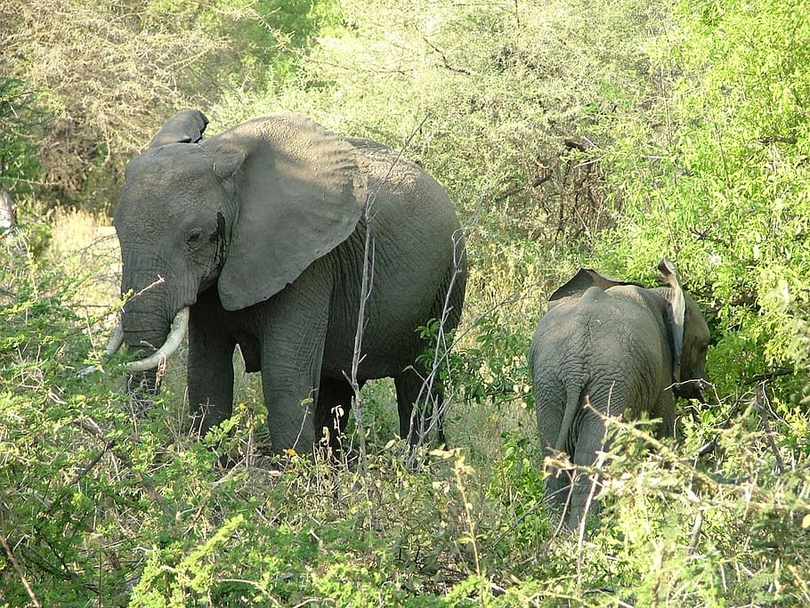 Serengeti, Safari, Ngorongoro, Tanzania, wildlife, adventure, travel, www, taitravellers, com