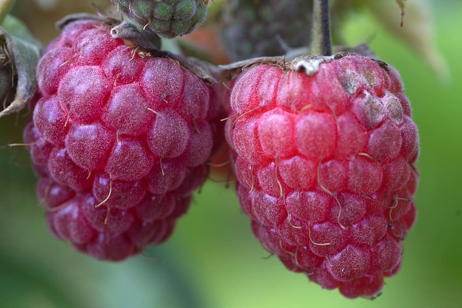 berries, raspberries, close, fruit, berry, sweet, red, ripe, healthy eating, food and drink