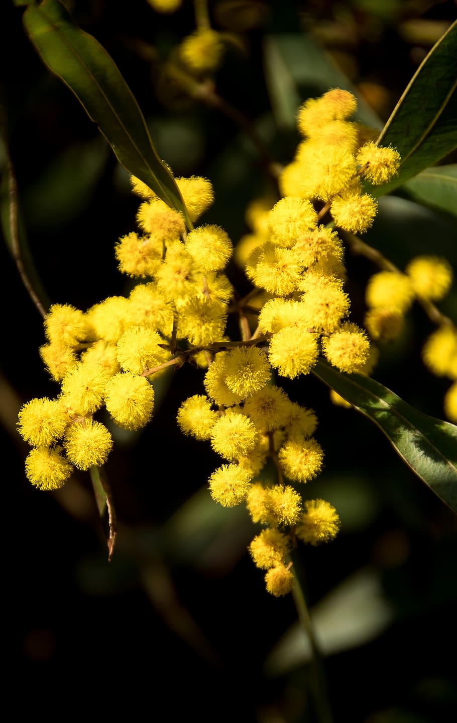 acácia, flores, amarelo, fofo, nativo da austrália, muitos, planta, flor, crescimento, close-up