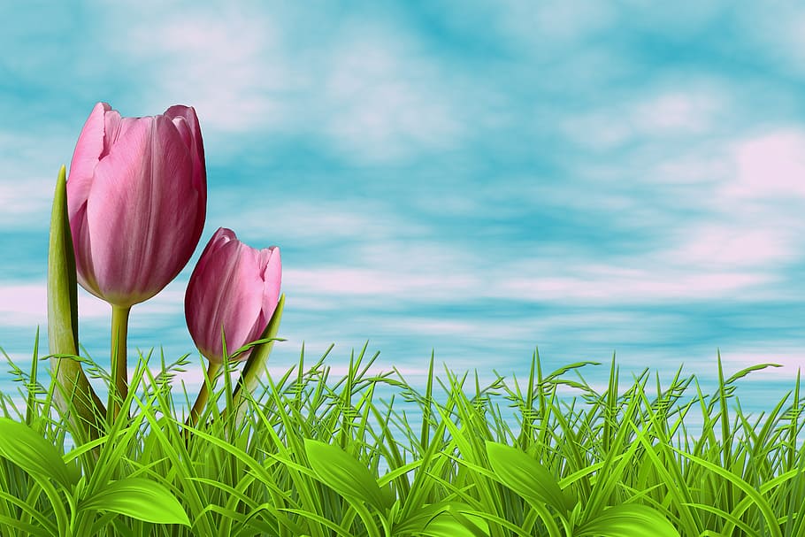 selective, focus photography, pink, tulip flowers, flowers, background flowers, sky, nature, tulip, celeste