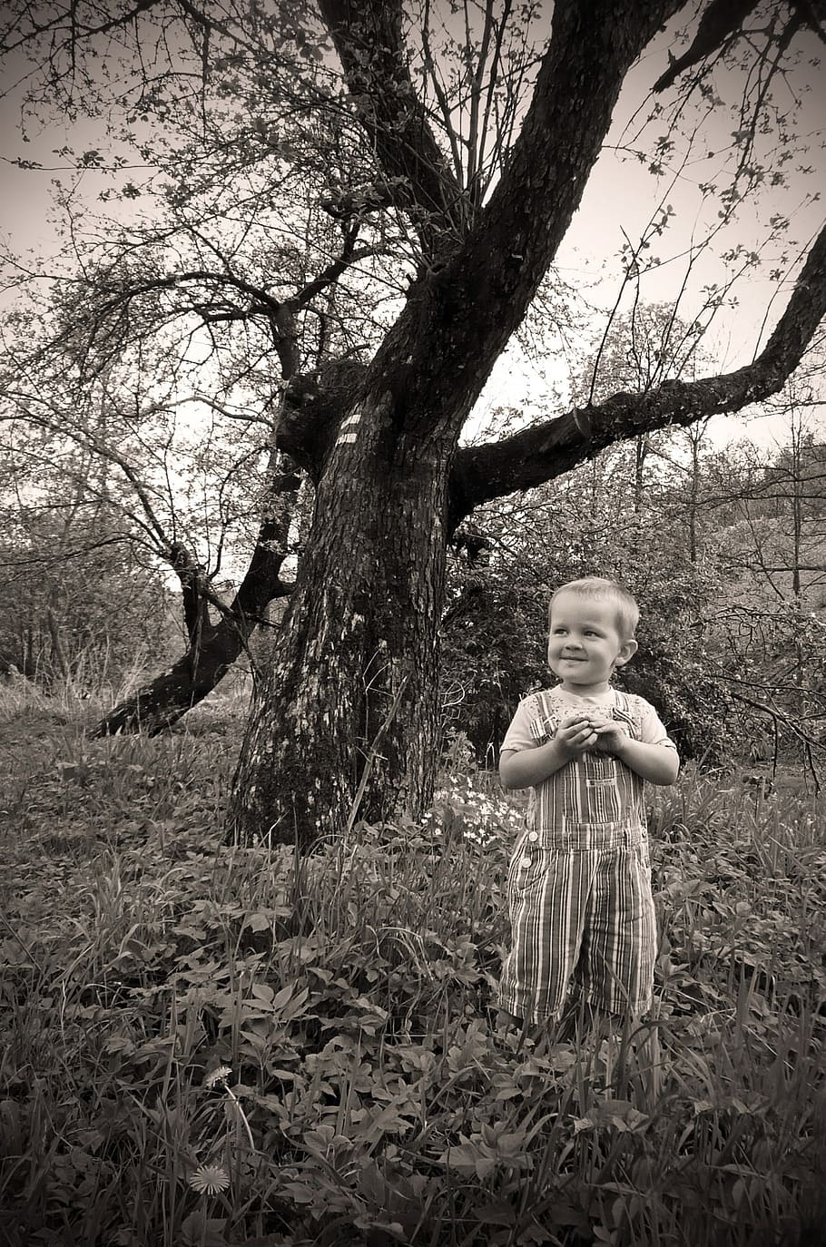 grayscale photography, boy, standing, tree, child, young, people, look, seasons, summer