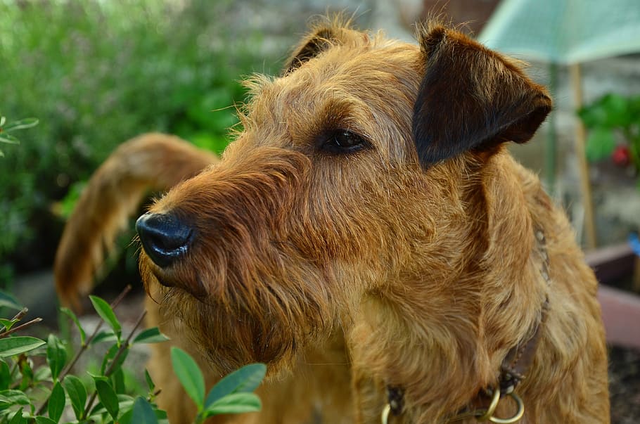 dog, standing, bushes, irish terrier, hundeportrait, animal portrait, terrier, pet, brown, animal