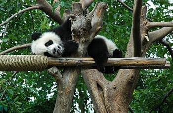 giant-panda-young-animal-china-royalty-free-thumbnail.jpg