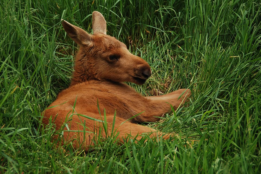 moose, sweden, moose child, young, young animal, mammal, elk park, grass, animal, plant