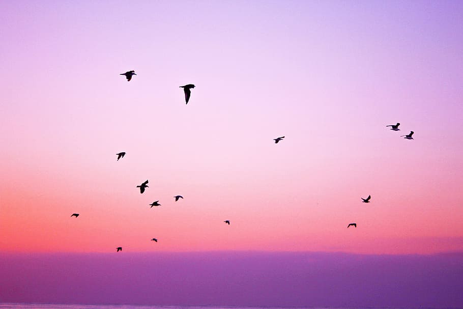 rebanho, pássaros, voador, pássaro, pôr do sol, horizonte, rosa, roxo, céu, animais
