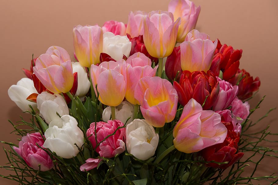 rosa, blanco, flores, tulipanes, ramo, ramos, naturaleza, flor, color rosa, planta