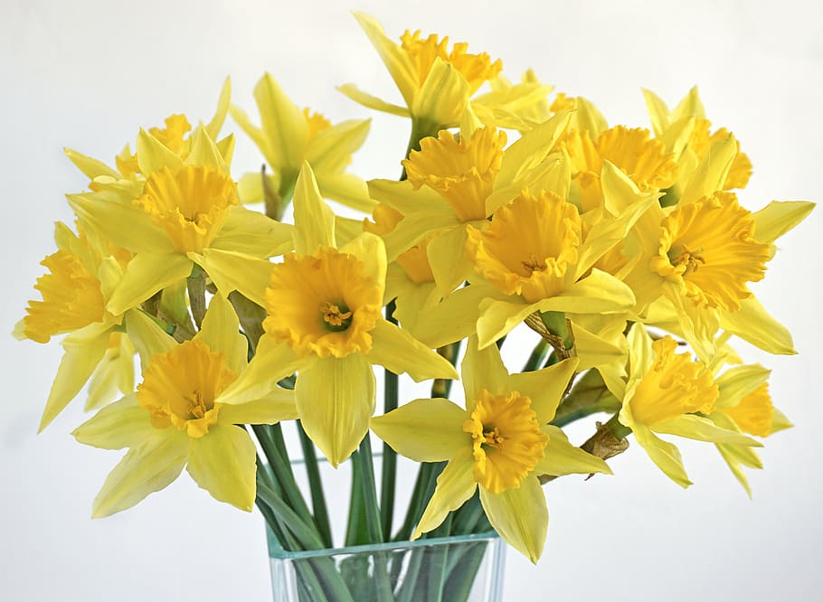 bouquet, yellow, daffodils, vase, spring, flowers, plants, nature, flower, plant