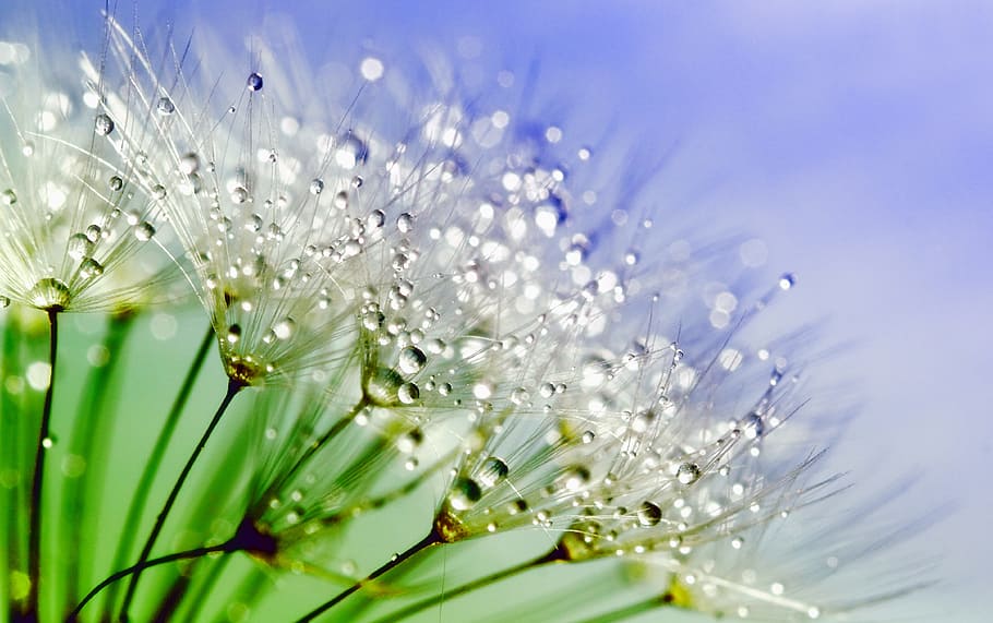 macro photography, white, dandelion flower, water droplets, dandelion, dew, nature, flower, plant, macro