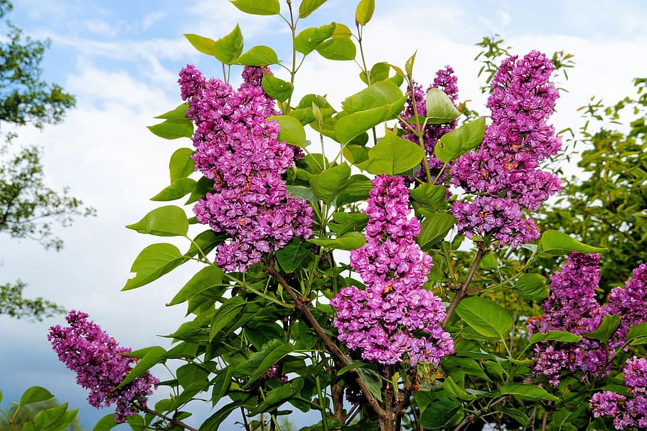 purple petaled flowers, lilac, ornamental shrub, flowers, blossom, bloom, flower, syringa, purple, tender