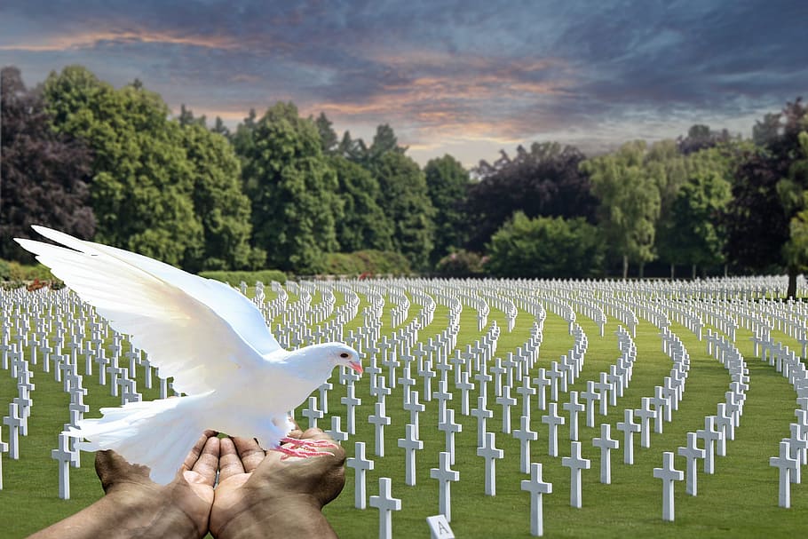person, hand, holding, white, bird, peace dove, white dove, cemetery, fallen soldiers, memorial