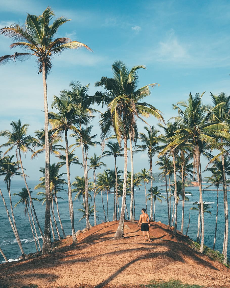 man, island, palm tree, tree, naturee, sand, beach, sea, ocean, blue sky